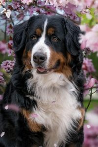 bernese mountain dog, cherry blossoms, dog, domestic animal, animal, mammal, outdoors, nature, pet, canine, pink, dog, dog, dog, dog, dog