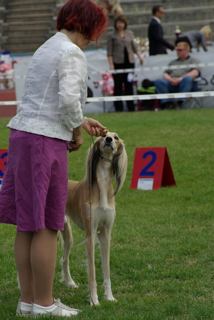 dog show, nature, dog, animal, hound, dog show, pet, dog show, dog show, dog show, dog show