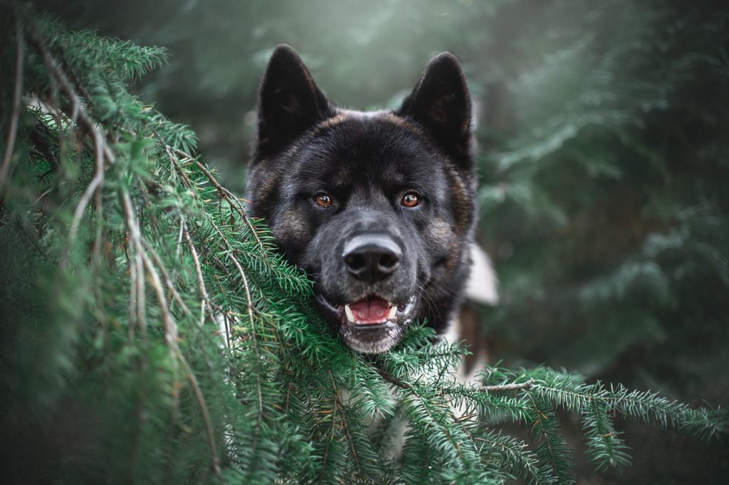 akita, tree, dog, pet, animal, nature, cute, portrait, face, dog face, happy dog, dog portrait, mammal, dog, dog, dog, dog, dog