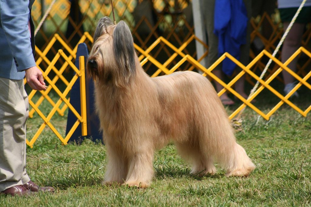 dog show, dog, briard, pet, berger de brie, canine, animal, fur, snout, mammal, dog portrait, animal world, nature, dog show, dog show, dog show, dog show, briard, briard, briard, briard, briard