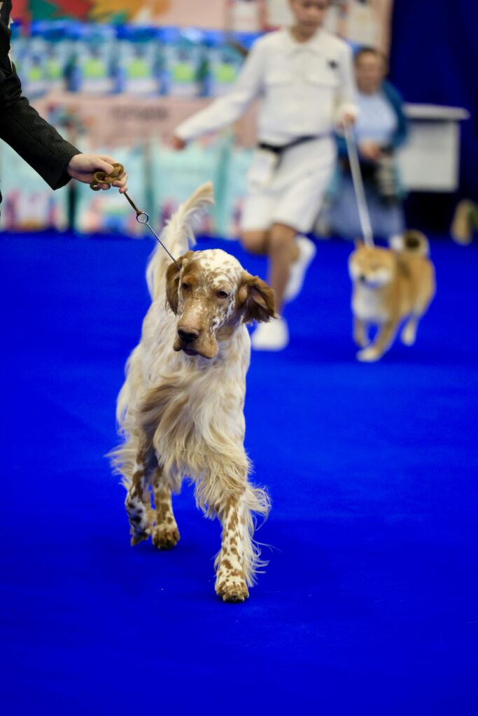 Elegant English Setter led through a dog show event, showcasing its grace and poise.