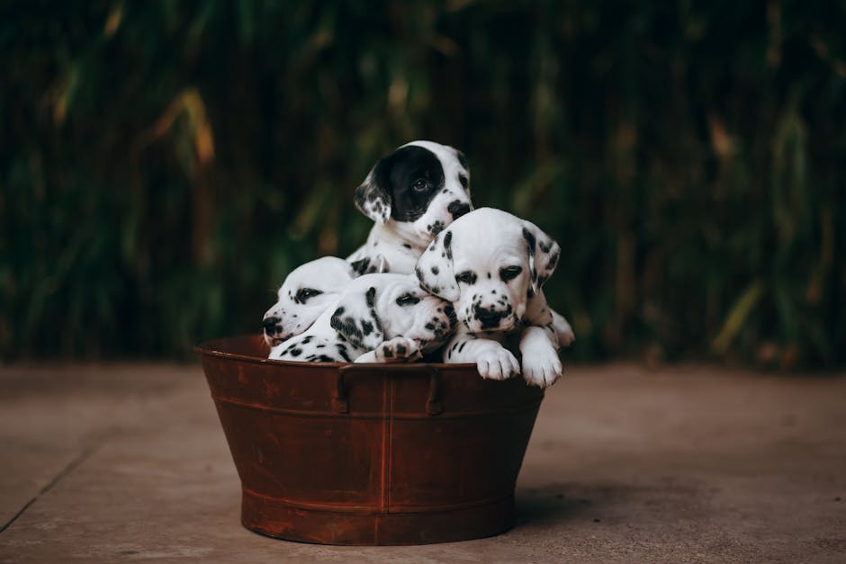 Cute Dalmatian puppies cuddled in a rustic tub, perfect for animal lovers.