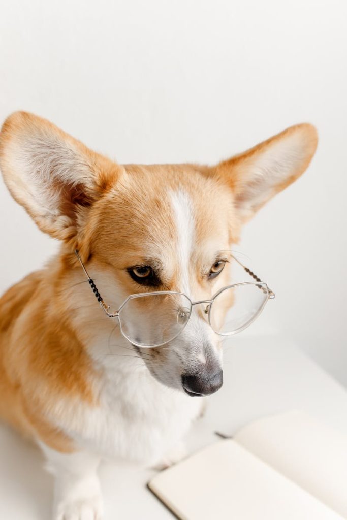 Cute corgi wearing eyeglasses, looking adorable and intelligent.